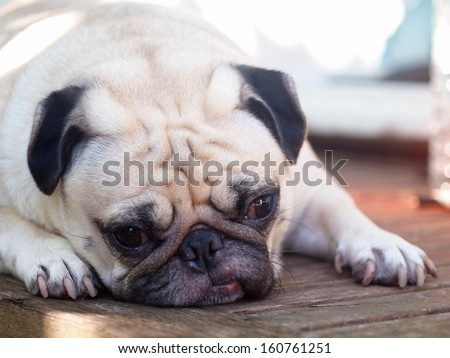lovely white fat pug head shot close up lying on a table making sad face looking for something
