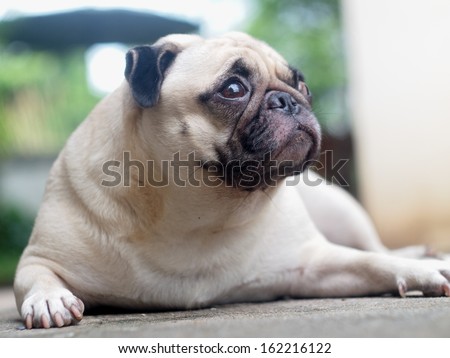 lovely funny white fat pug dog lying and making sad face