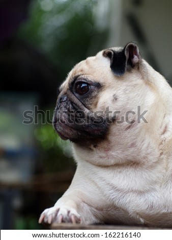 lovely funny white fat pug dog lying and making sad face