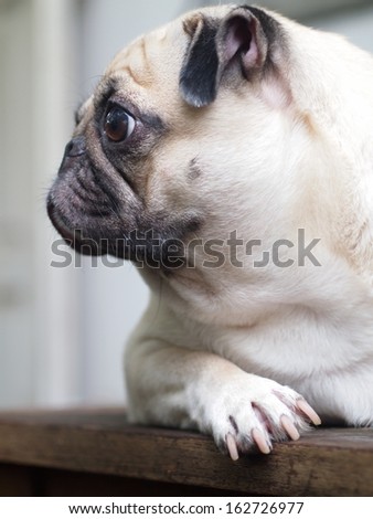 white fat lovely pug dog laying on a wooden table and watching something seriously on it\'s side