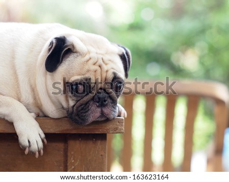 cute lovely white fat pug dog head shot close up lying flat on a wooden table making funny face under rimlight and nice green bokeh background