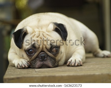cute lovely white fat pug dog head shot close up lying flat on a wooden table making sad face looking at the camera under rimlight and nice green bokeh background