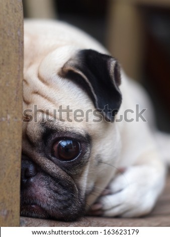 cute lovely white fat pug dog head shot close up lying flat on a wooden chair hiding his face open one big eye looking straight at the camera