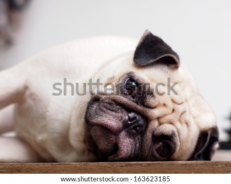 cute lovely white fat pug dog head shot close up lying flat on a table making funny face looking at the camera