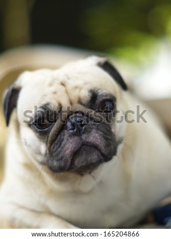 white fat pug dog laying sleepy outdoor on a table under natural sunlight making funny face
