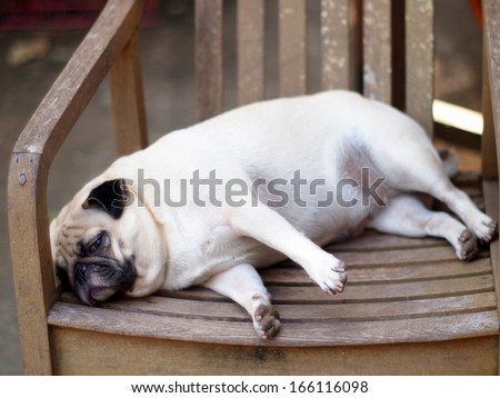 Lovely White Fat Pug Dog Close Up Lying On A Wooden Chair Making Sad Face