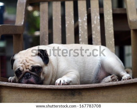 lovely lazy white fat pug laying on a wooden chair making funny sleepy face