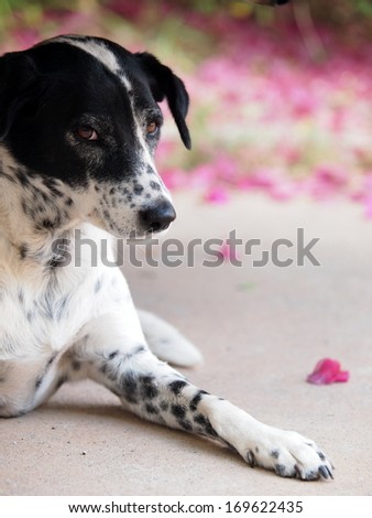 dalmatian dog no purebred laying on a garage floor with beautiful bokeh background