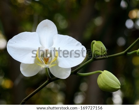 white orchids under natural lighting with romantic bokeh background