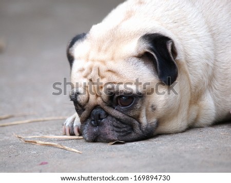 cute lovely white fat pug dog head shot close up lying flat on the floor making moody face.