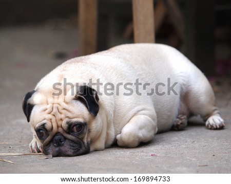cute lovely white fat pug dog lying flat on the floor making moody face.