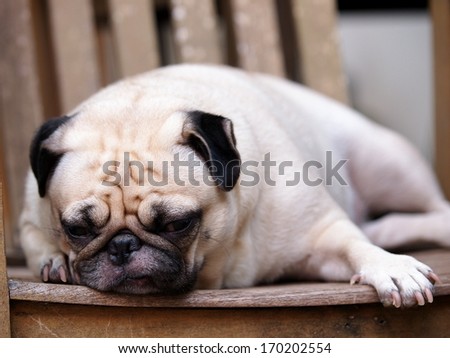 lovely white fat pug head shot close up laying on a wooden chair making sad but funny face under morning light and soft tone background