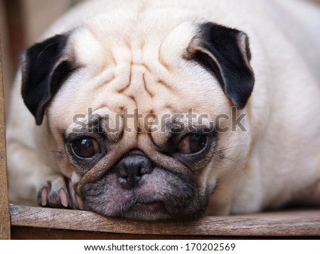 lovely white fat pug head shot close up laying on a wooden chair making sad but funny face under morning light and soft tone background
