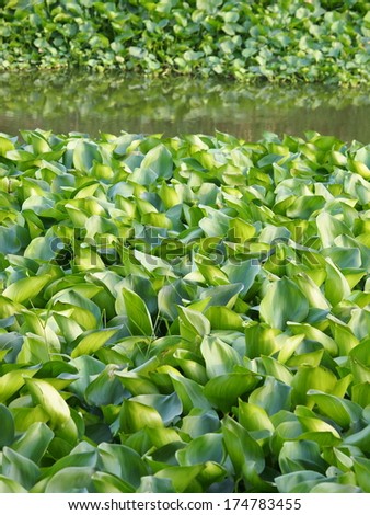 Nice green tropical floating water orchids, water plants colony in a small lake with smooth water surface with reflection of the water plants.