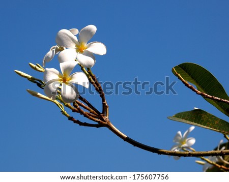 Group of white flowers silhouette with deep blue sky, Frangipani, Plumeria, Templetree in a sunny day as symbol of Bali style spa in Thailand