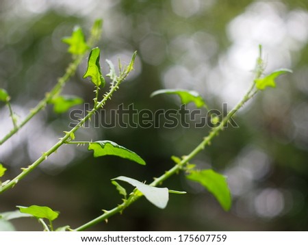 green young leaves in spring time natural plant tree elements under sunlight and nice colorful bokeh for relaxing happiness joyful background