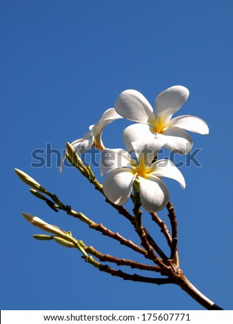 Group of white flowers silhouette with deep blue sky, Frangipani, Plumeria, Templetree in a sunny day as symbol of Bali style spa in Thailand