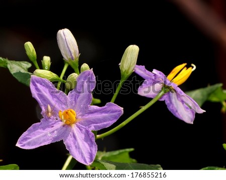 purple wild eggplant flowers blooming in nature, purple wayflowers, Eggplant, in nautral environment under sunlight