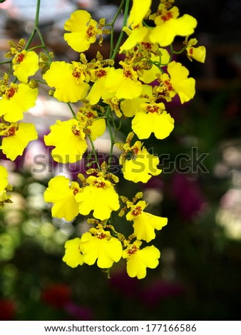 group of nice colorful little yellow orchids under natural lighting with romantic bokeh background