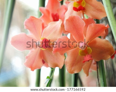 group of nice colorful orchids under natural lighting with romantic bokeh background