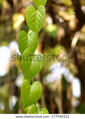 green young creeping plant, climber, typical tropical jungle plant with green heart form leaves under sunlight with beautiful bokeh background