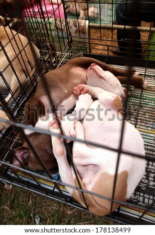 small little puppy white and brown laying in a metal cage on a pet shop market in Thailand