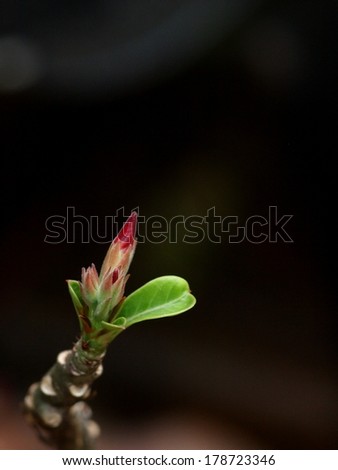 young small Desert Rose, Impala Lily, Mock Azalea, beauty flowers in Thailand on natural dark background