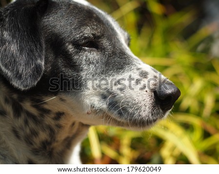 dalmatian dog no purebred laying on a garage floor head shot side view with home bokeh background