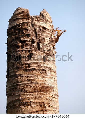 rest of a dead coconut tree close up isolated with light blue sky background