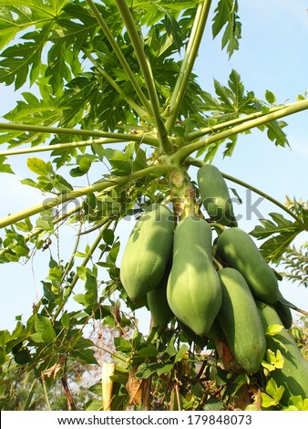 young green papaya fruits on it\'s tree with green leaves and light blue sky background