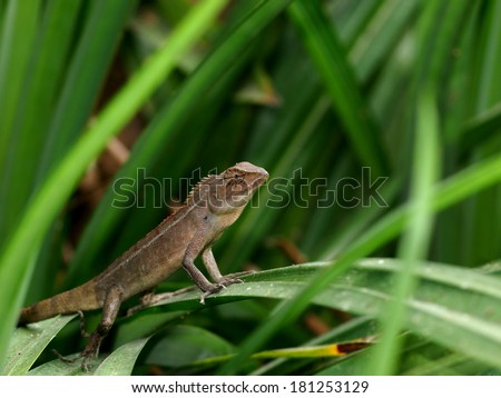 small tiny green orange brown wild small size tropical lizard resting under sunlight on a leaf in green area