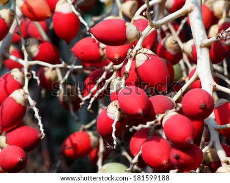 group of young fresh small red fruits of decorative plant, red betel palm on the palm tree under natural sunlight and environment