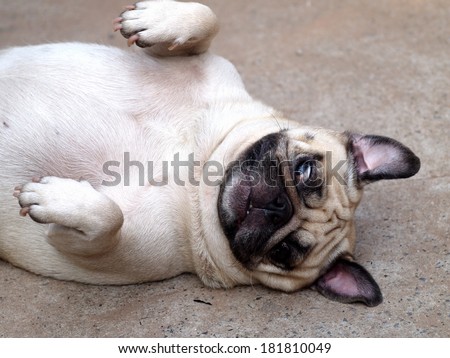 white fat lovely pug dog laying and rolling dancing on the floor making funny face and posture