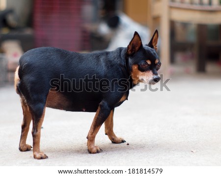 black fat lovely miniature pinscher dog walking on the garage floor surrounding with home background