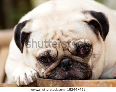 lovely white fat pug head shot close up lying on a wooden table making sad face