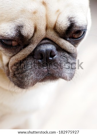 portraits of a white pug face taking outdoor under natural sunlight  making sadly face with expression of thinking, lonely, sad, wisdom, waiting, visionary