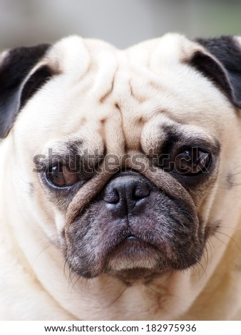 portraits of a white pug face taking outdoor under natural sunlight  making sadly face with expression of thinking, lonely, sad, wisdom, waiting, visionary