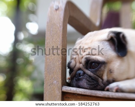 lovely white fat pug head shot close up lying on a table making sad face close his eyes under rimlight and nice green bokeh background