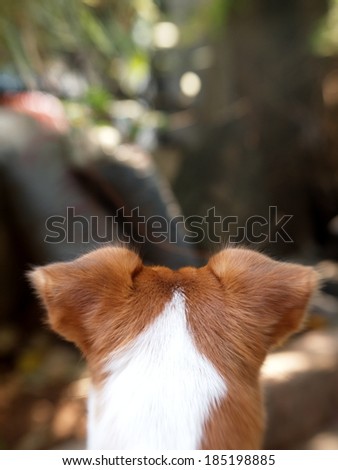 back side of the head of a happy active 12 months young Jack Russel terrier dog white and brown playing on a green area making outdoor under sunlight in good weather day