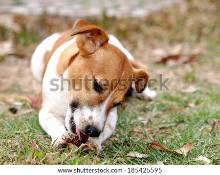 happy lovely active 12 months young Jack Russel terrier dog white and brown playing on a green grass area making funny face