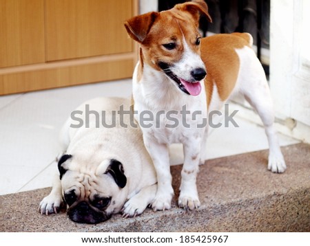 a lovely cute brown white jack russel dog standing and looking at something with a white fat pug dog laying on the ground blur in the background