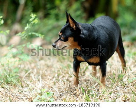 happy black fat lovely miniature pinscher dog walking on green grass field on a sunny day.