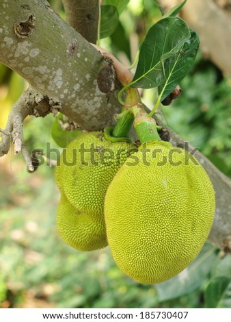 young green large jack fruits tropical fruits on it\'s tree in a eco farm in Thailand outdoor under natural sunlight