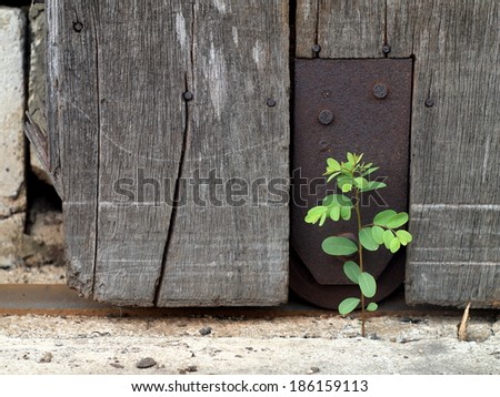 old aged weathered wood surface of a gray color old country house door with rusty roller and rail installed with rusty metal plate with a small tiny cute green plant growing on the ground