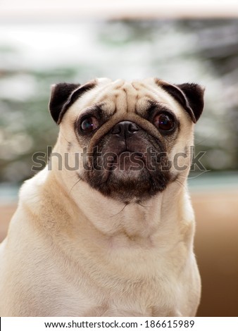 lovely white fat pug face portraits close up outdoor sitting on a table making sad face looking for friends under natural lighting and nice street bokeh background