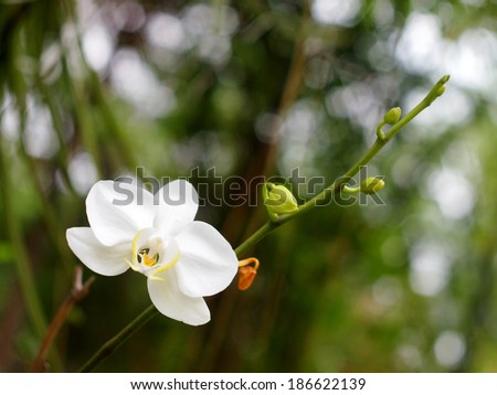 white orchids under natural lighting with romantic bokeh background