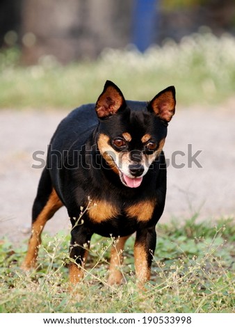 happy black fat lovely cute miniature pincher dog smiling running and playing outdoor in green area making funny face on a sunny day.