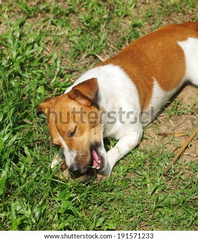 happy active 12 months young Jack Russel terrier dog white and brown playing in a farm surrounding with green area bite a wood stick on the ground outdoor under sunlight in good weather day.