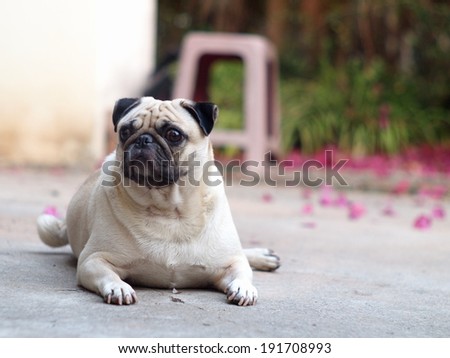 profile photo portraits of a lovely lonely white fat pug dog on the floor making sadly face with home outdoor surrounding background