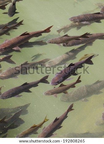 Soro brook carp, Neolissochilus  stracheyi, dark gray middle size wild waterfall fishes in a clear fresh water flow canal and natural stone lake in the Pliw waterfall, Chanthaburi province, Thailand